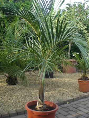 hyophorbe/mascarena verschaffeltii